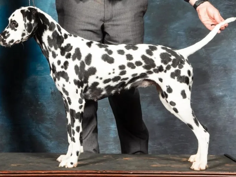 ArmySoldier Dalmatians
