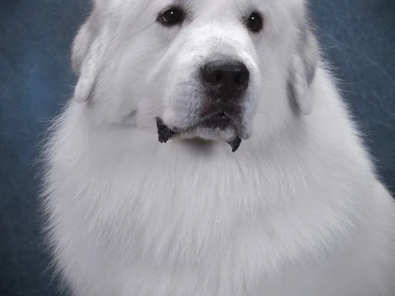 Arnault Great Pyrenees