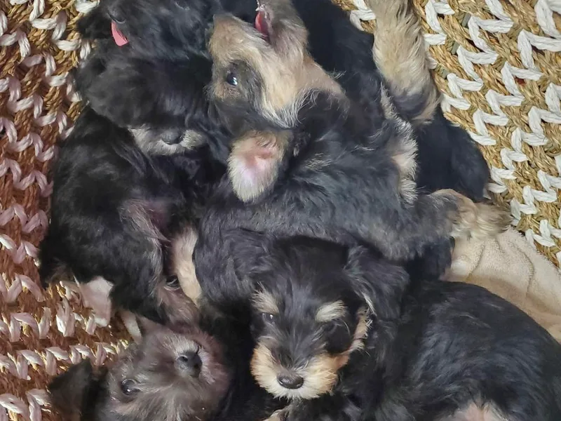 Arnold Acres Mini Schnauzers