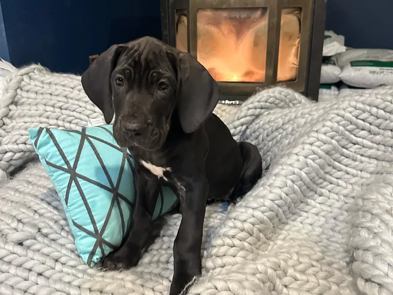 Arpin Great Danes