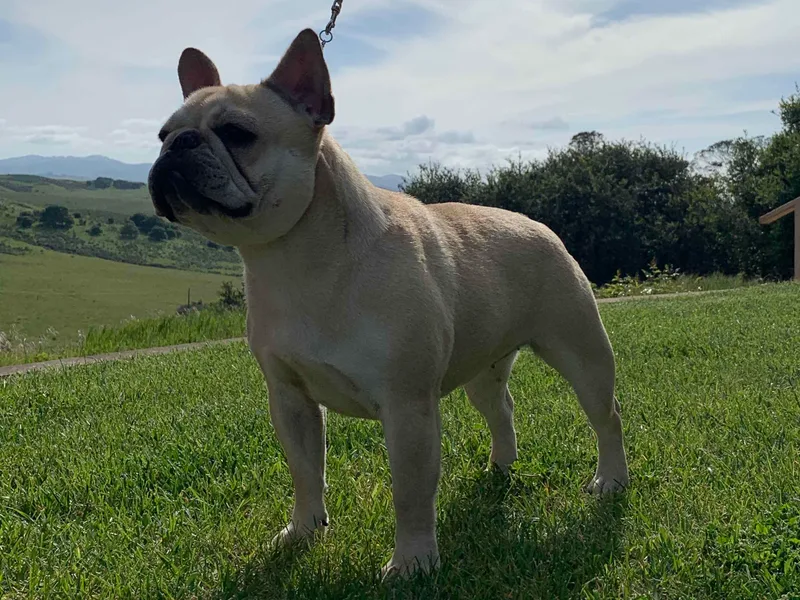Arquivolta Kennel