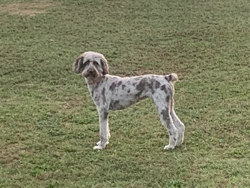 Arrington’s Aussiedoodles