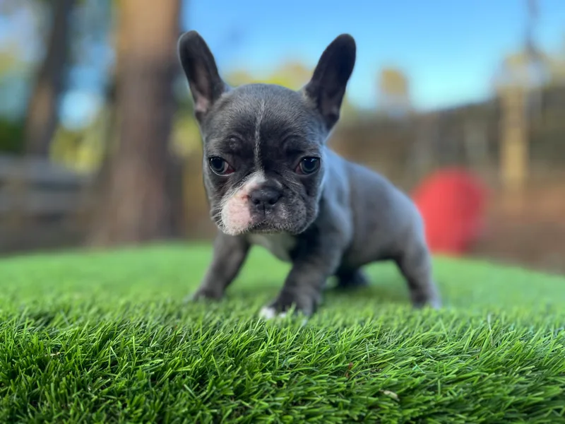 Arrow Dynamic Frenchies