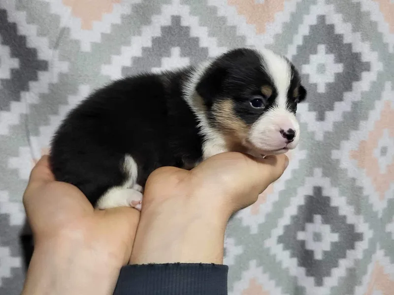 Arrow J Corgi Company