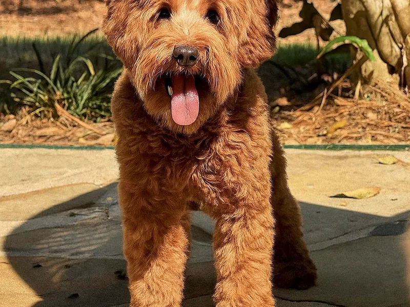 Arrowhead Australian Labradoodles