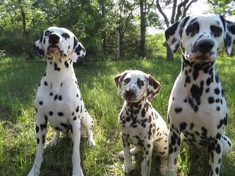 Arrowhead Dalmatians