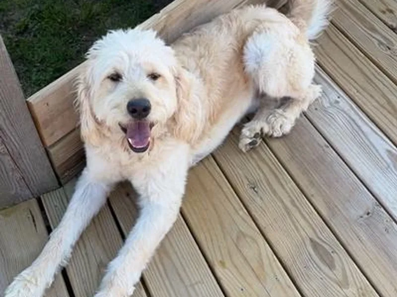 Arrowood’s precious doodles