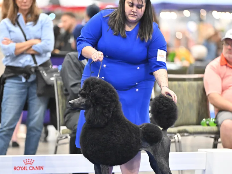 Artemisa Standard Poodles