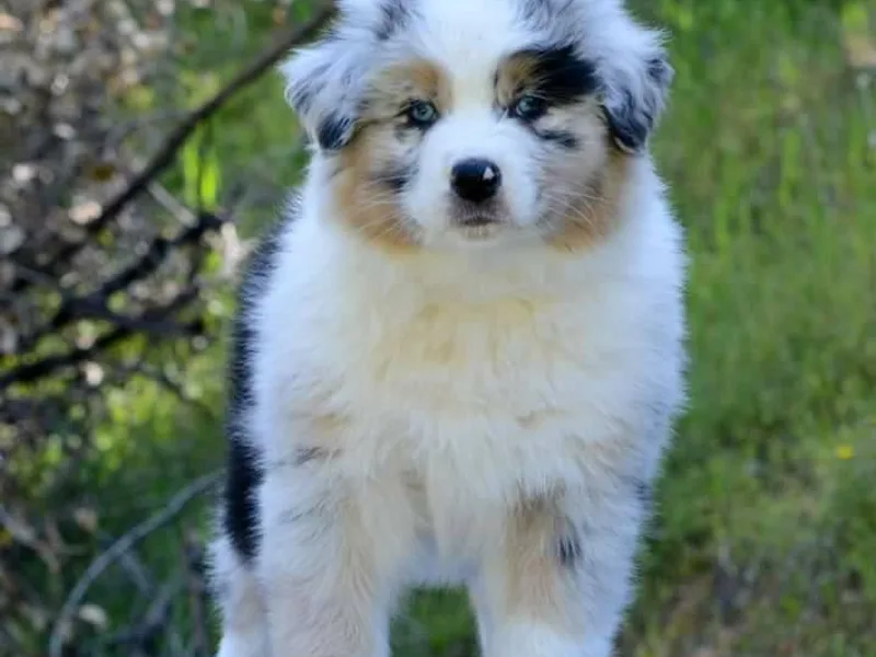 Artemisia Aussies