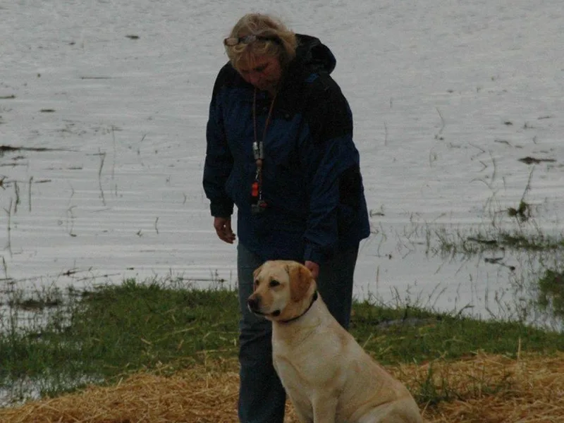Artesian Labradors