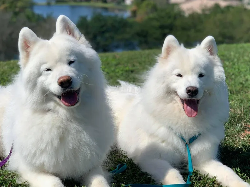 ArticCross Samoyeds-Florida