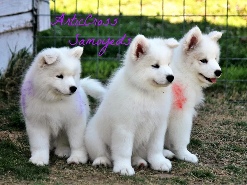 ArticCross Samoyeds