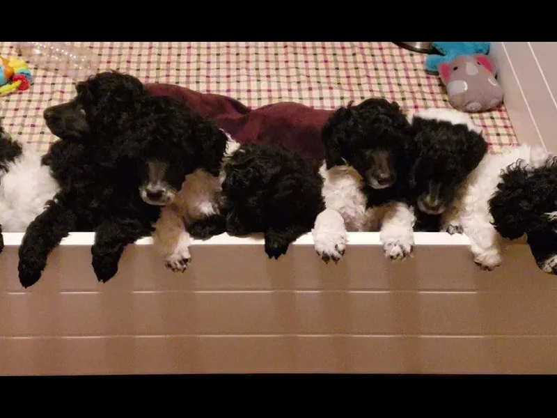 Artista Poodles