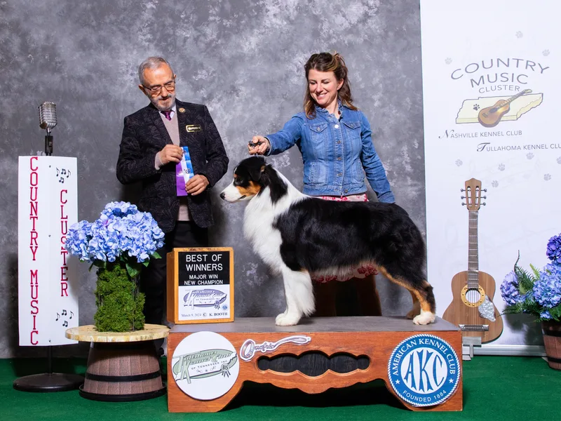 Artistic Australian  Shepherds