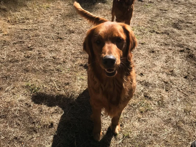 Artondale Golden Retrievers