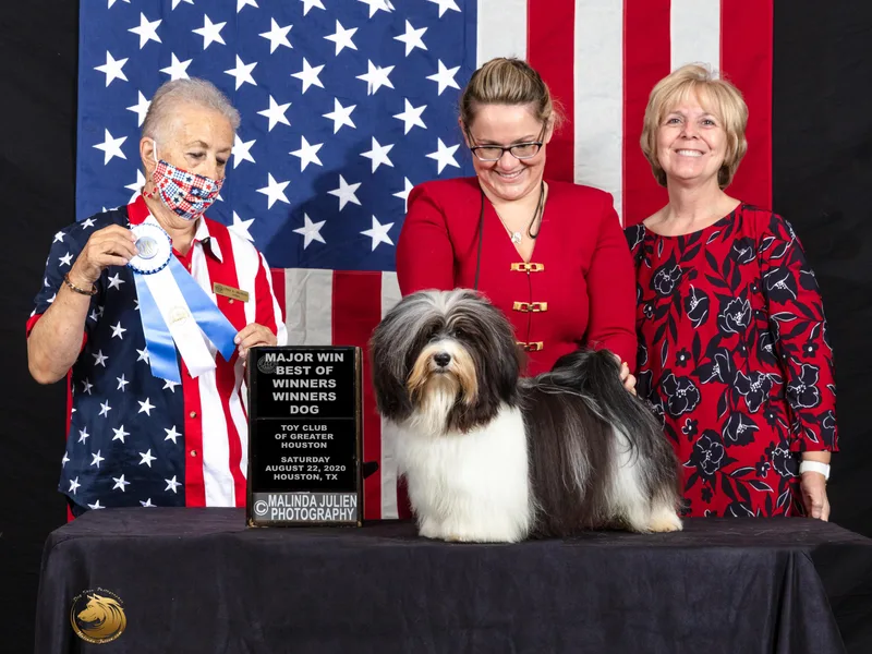 Artwyrks Havanese