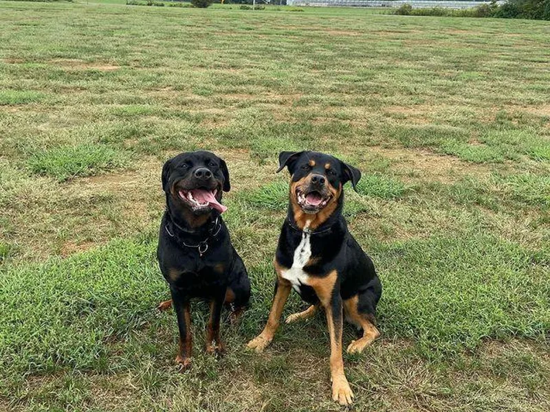 Aruna Rottweilers