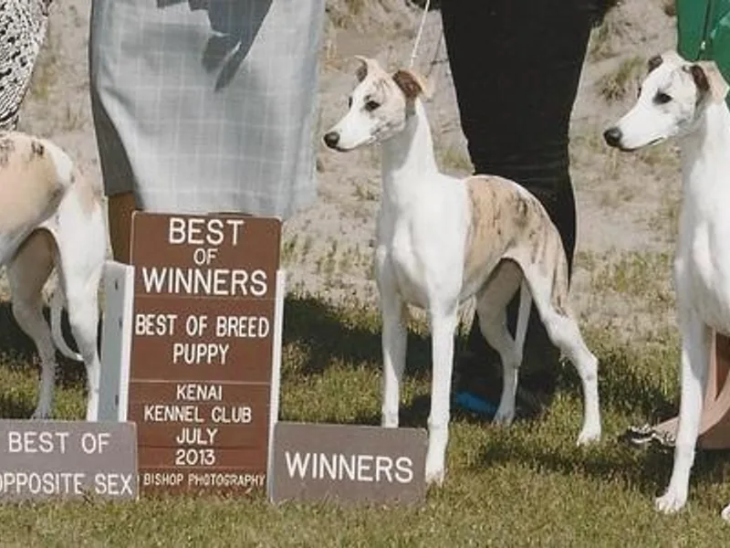 Arwen Whippets photo 1