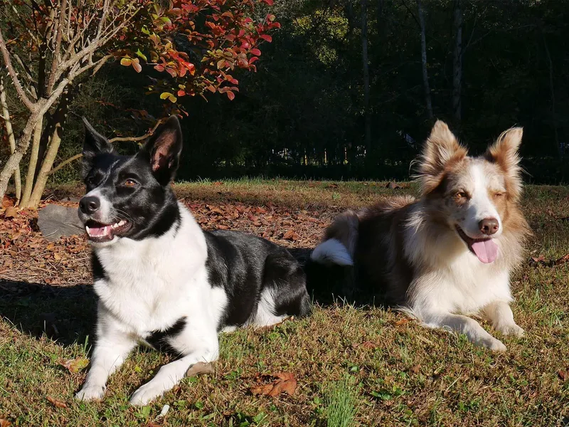 Arya’s Border Collies