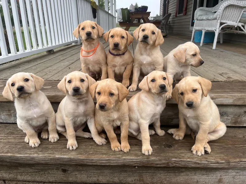 As You Wish Retrievers