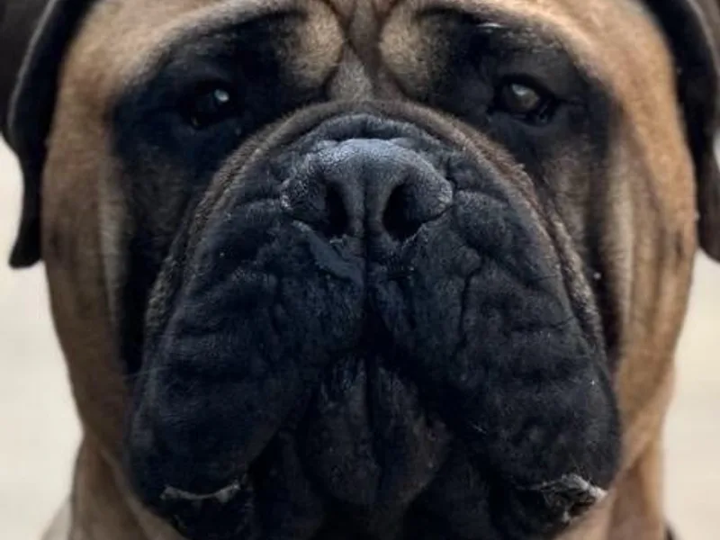 ASBORN BULLMASTIFFS - KimbaSilk Orientals photo 1