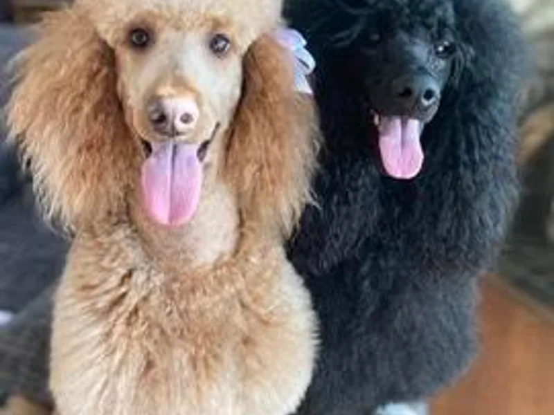 Aschenputtel Poodles