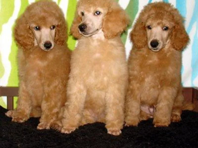 Ash's Mystical Poodles