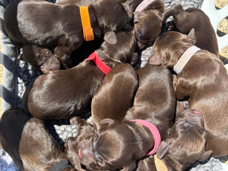 Ashcraft's Boykin Spaniels