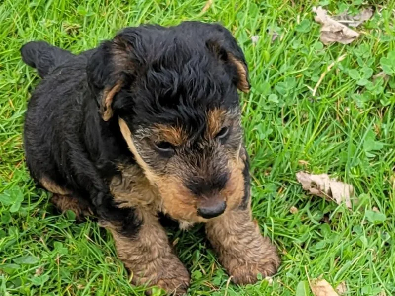 Ashcreek Welsh Terriers photo 1