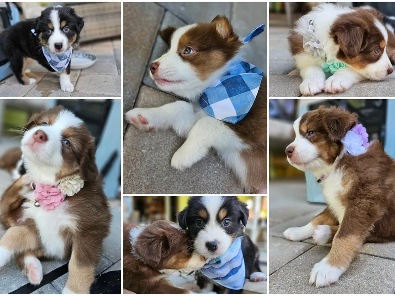 Ashe's Aussies