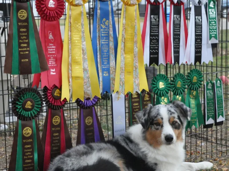 Ashfall Australian Shepherds