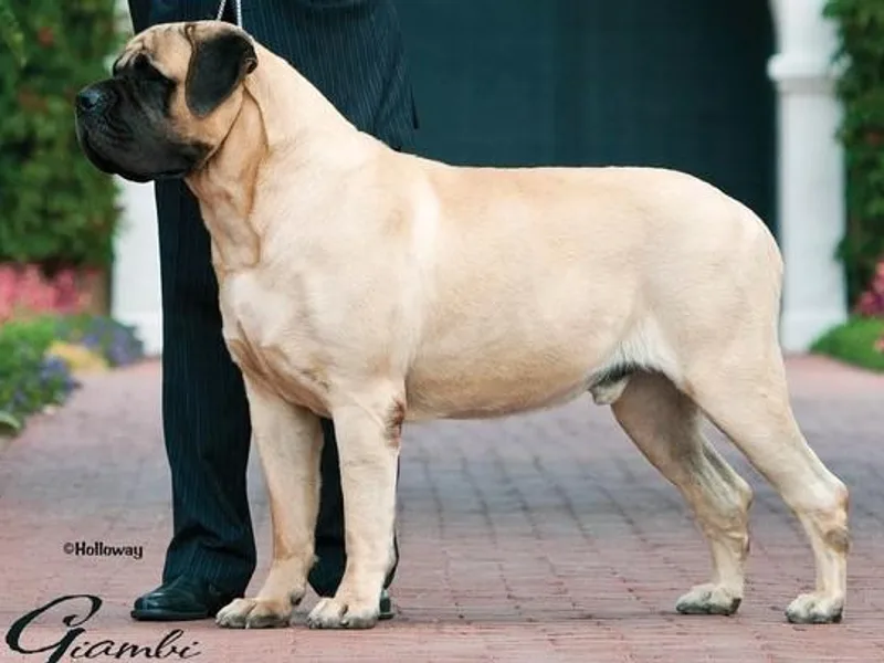 Ashlan French Bulldogs/Divine Mastiffs