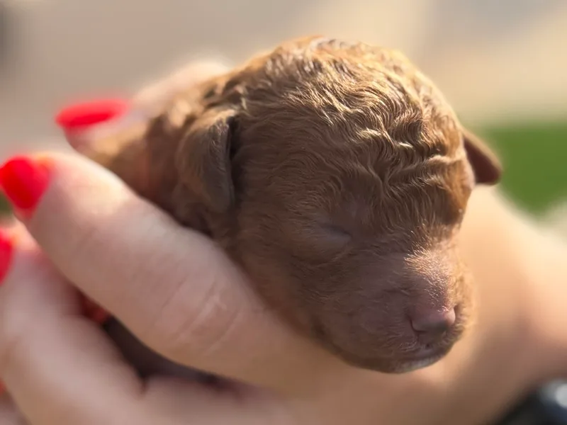 Ashlee's Goldendoodles