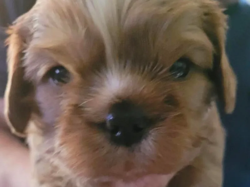 Ashleigh's Cavaliers