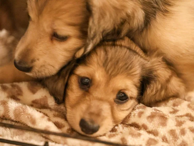 Ashley Kate’s Doxies