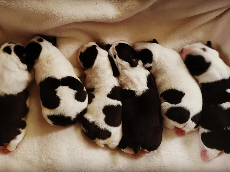 Ashley Miller Bostons