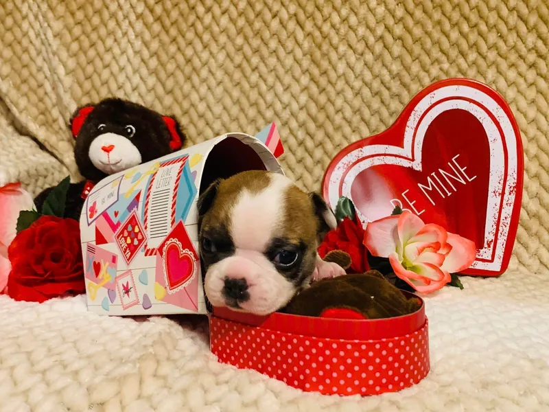 Ashley Moore's Boston Terriers