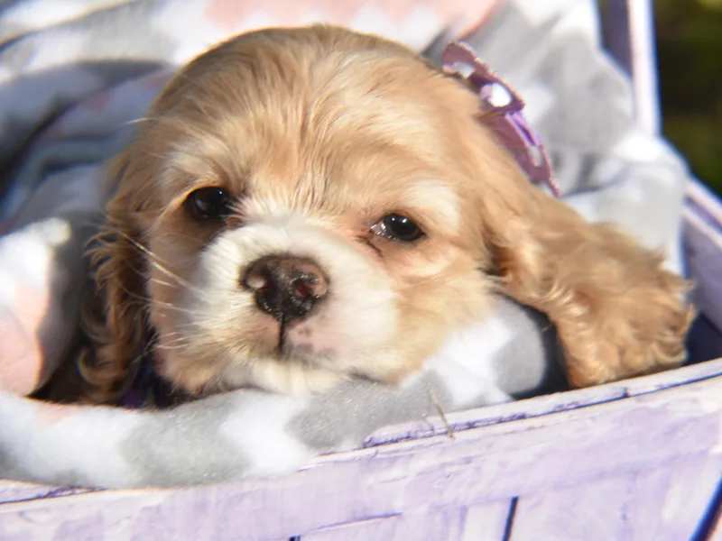 Ashley Morales's Cocker Spaniels