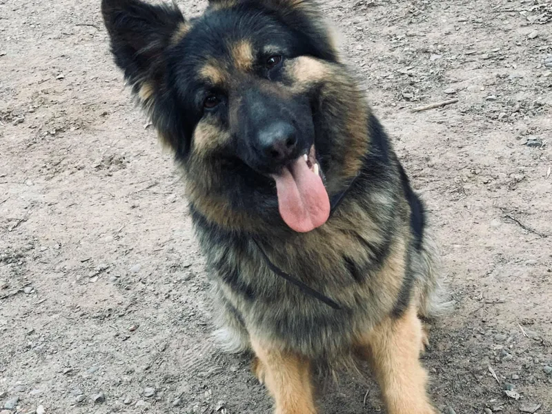Ashley Newgard's German Shepherds