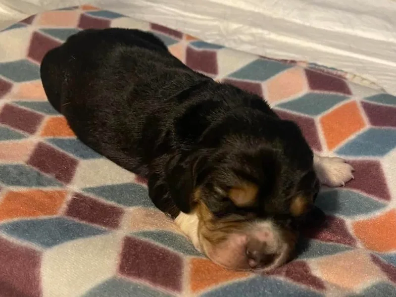 Ashley's Basset Hounds