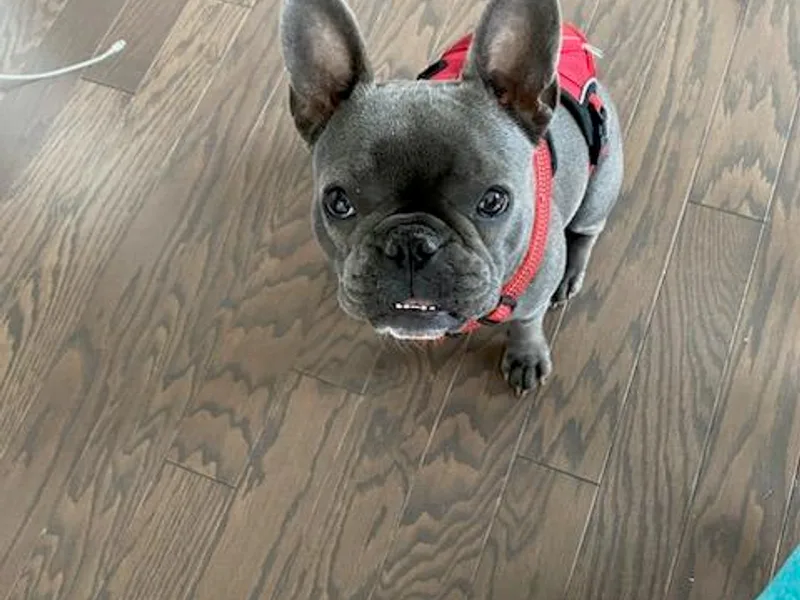 Ashley's French Bulldogs