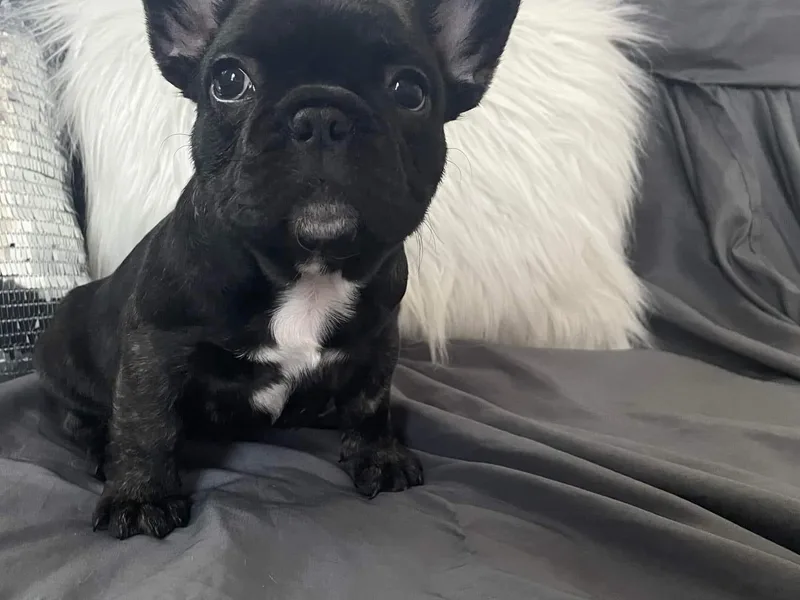 Ashley's French Bulldogs
