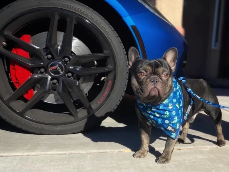 Ashley's Frenchies