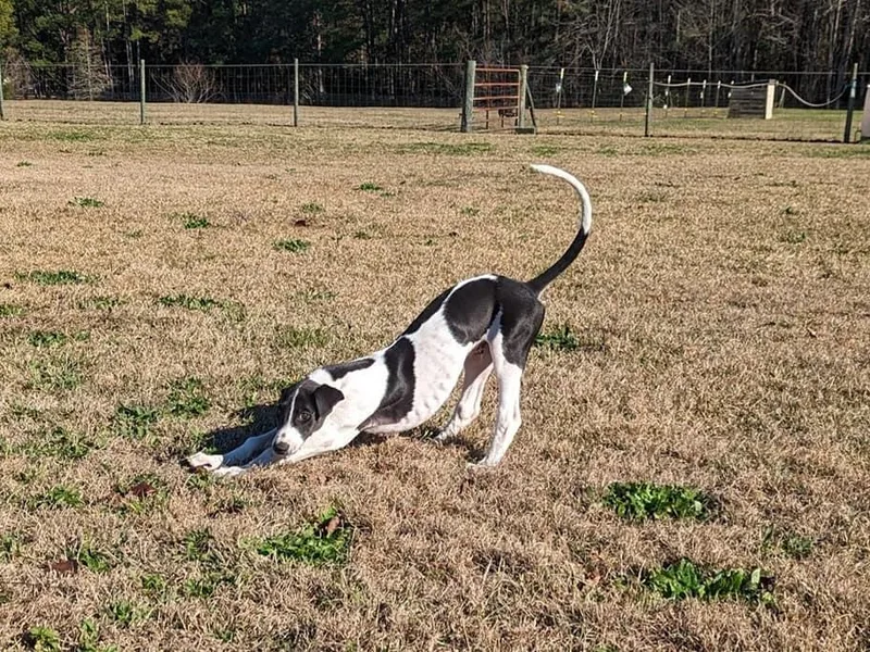 Ashley's Greyhounds photo 1