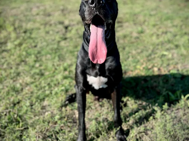 Ashli’s Great Danes