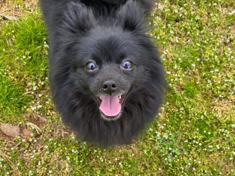 Ashlyn’s Pomeranians