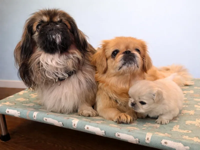 Ashlyn's Pups photo 1