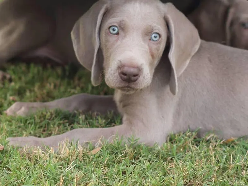 Ashmore Weimaraner