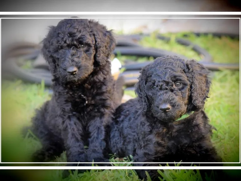 Ashryver Standard Poodles