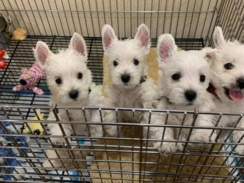 Ashscot Westies